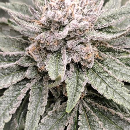 Seeds Genetics - 24K Kush