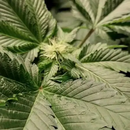 Big Amnesia Haze autoflower Hy-seeds