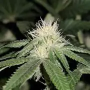 Red wine 🍷 X the Bird 🐦