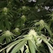 Red wine 🍷 X the Bird 🐦