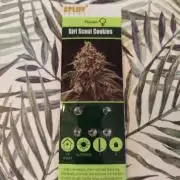 GSC spliff seeds 🌹❤️🍎🍅🍍🚀
