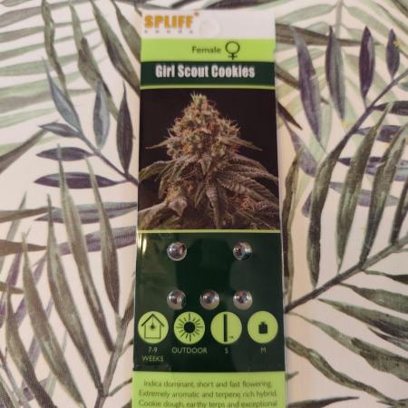 GSC spliff seeds 🌹❤️🍎🍅🍍🚀
