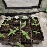 Kannabia seed - Silver Widow