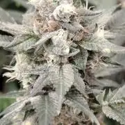 Sweetopia 🍭 paradise seeds