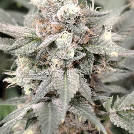 Sweetopia 🍭 paradise seeds
