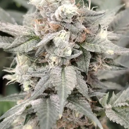 Sweetopia 🍭 paradise seeds