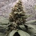 24K Gold Kush 