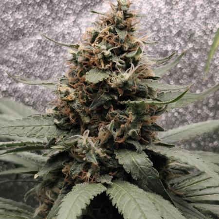 24K Gold Kush 