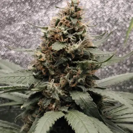 24K Gold Kush 