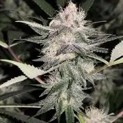 Red wine 🍷 X the Bird 🐦