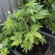 Durban Fruity - Serious Seeds