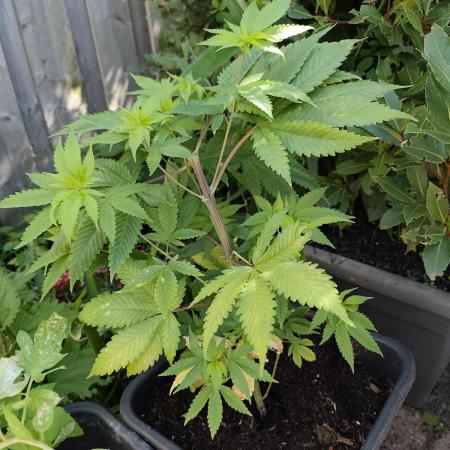 Durban Fruity - Serious Seeds