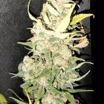 Bubble Gum - Serious Seeds