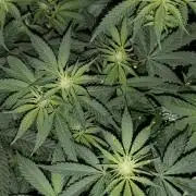 Sweetopia 🍭 paradise seeds