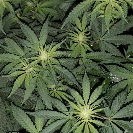 Sweetopia 🍭 paradise seeds