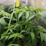 Sweetopia 🍭 paradise seeds