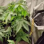 Big Amnesia Haze autoflower Hy-seeds