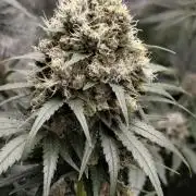 Purple Mintz 💜