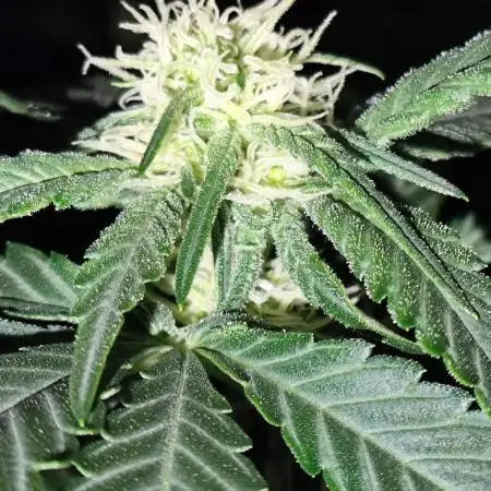 Big Amnesia Haze autoflower Hy-seeds