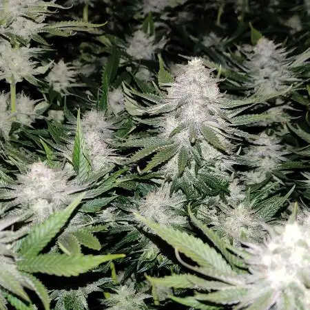 Gorilla Glue hermalientje