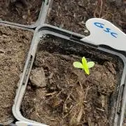 Spliff Seeds Girl Scout Cookies