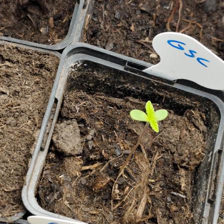 Spliff Seeds Girl Scout Cookies