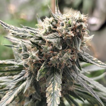 Amnesia Lemon 🍋 Kush Hy-seeds
