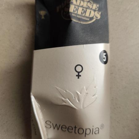 Sweetopia 🍭 paradise seeds