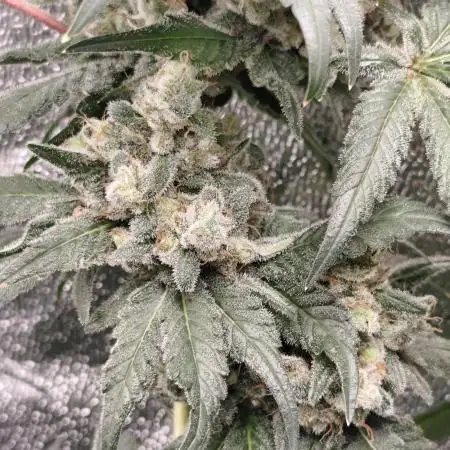 Amnesia Lemon 🍋 Kush Hy-seeds