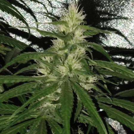Amnesia Lemon 🍋 Kush Hy-seeds