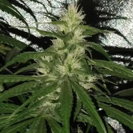 Amnesia Lemon 🍋 Kush Hy-seeds
