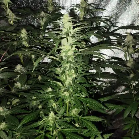 Amnesia Lemon 🍋 Kush Hy-seeds