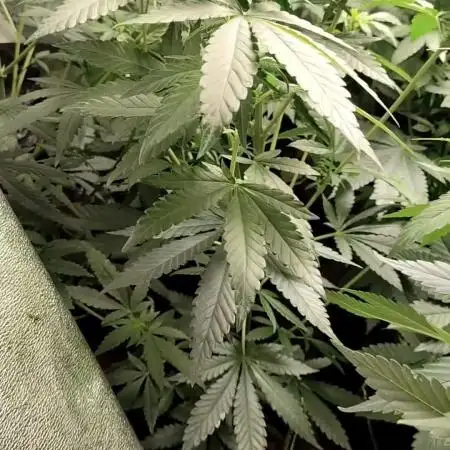 24K Gold Kush 