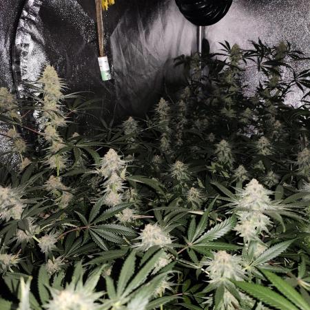 Red wine 🍷 X the Bird 🐦