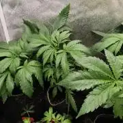 Sweetopia 🍭 paradise seeds