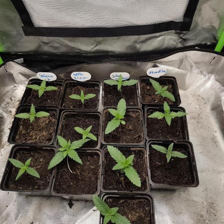 Kannabia seed - Appel Fritter Bio boost