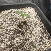 Forgotten Cookies - Mephisto Genetics