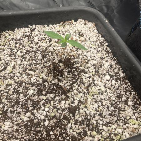 Forgotten Cookies - Mephisto Genetics