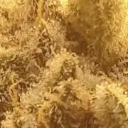 Autumn to Winter 2025