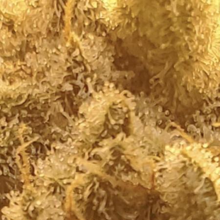 Autumn to Winter 2025