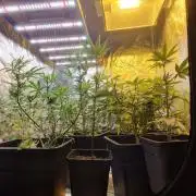 Greenhouse grow with HPS and LED