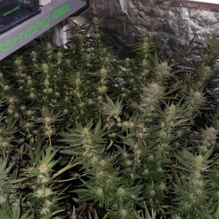 Greenhouse grow with HPS and LED
