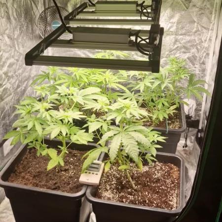 Greenhouse grow with HPS and LED