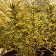 Greenhouse grow with HPS and LED