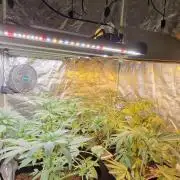 Greenhouse grow with HPS and LED