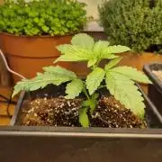 Greenhouse grow with HPS and LED