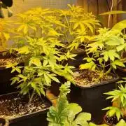 Greenhouse grow with HPS and LED