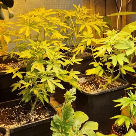 Greenhouse grow with HPS and LED