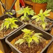 Greenhouse grow with HPS and LED