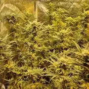 Greenhouse grow with HPS and LED